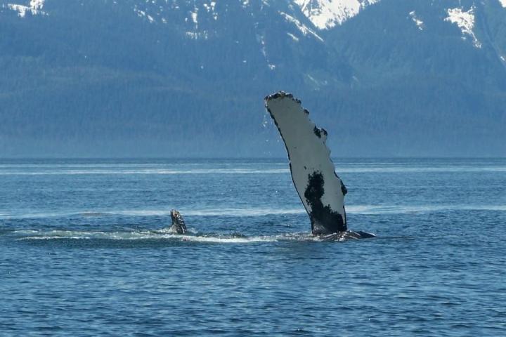 Whale Watching fin