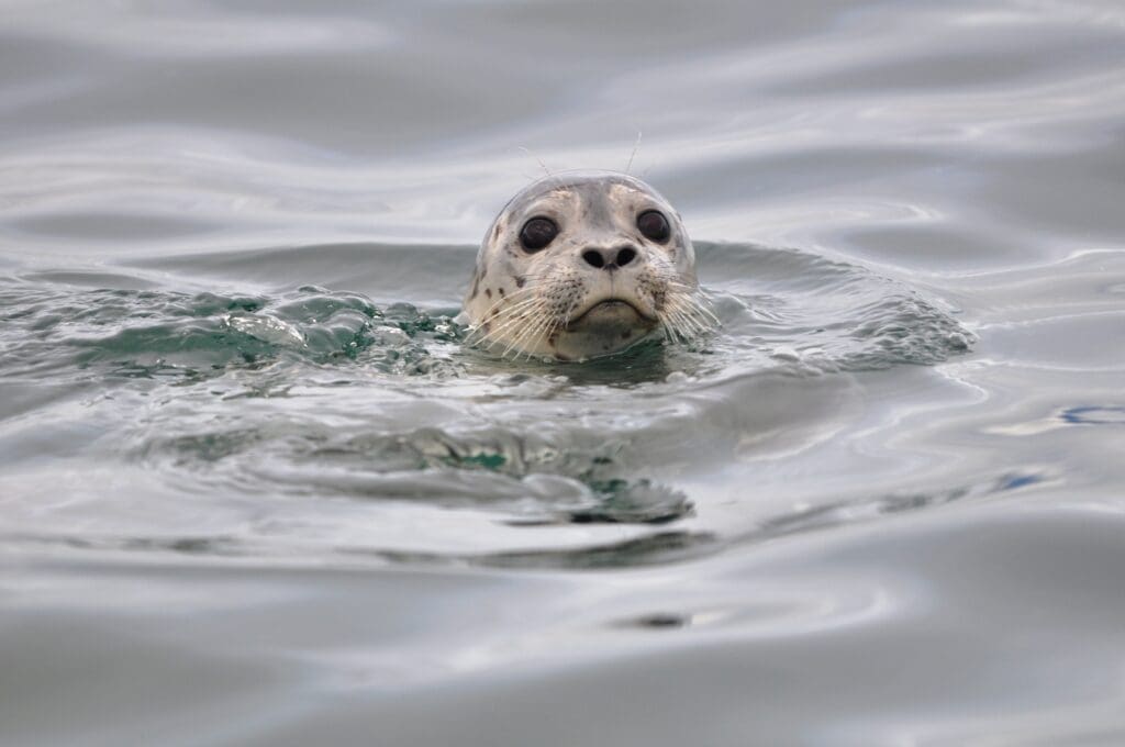 A harbor seal pops its head above the water, with its round face and whiskers visible, surrounded by gentle ripples on the calm surface.