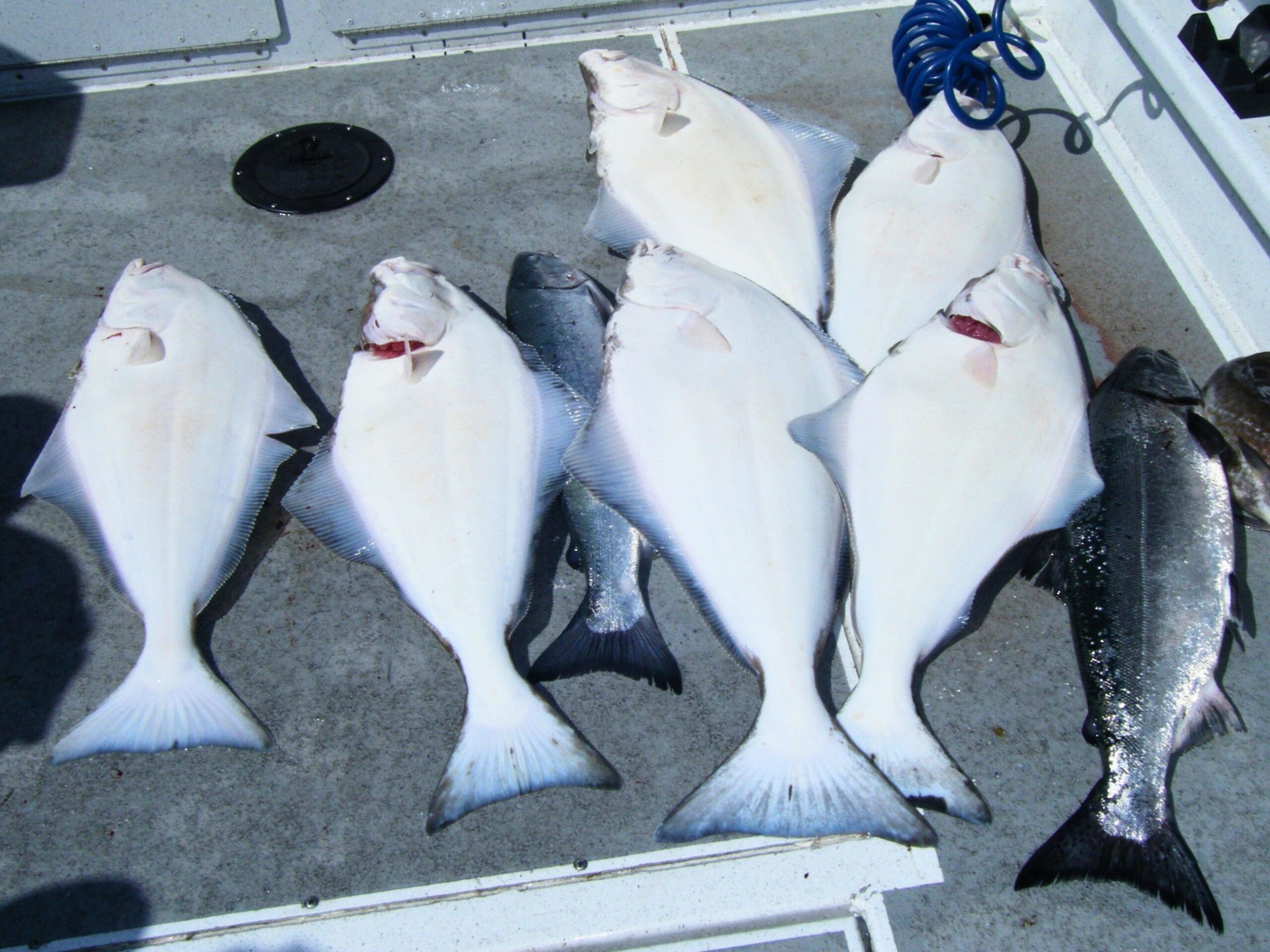 Six fresh Pacific halibut lined up on the deck after a successful Alaska halibut fishing charter